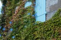 z-diaporama marc-b-bleu-fleurs-noirmoutiers-diapo _tn 